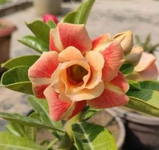 Graines d'Adenium Obesum CARAMEL x 10
