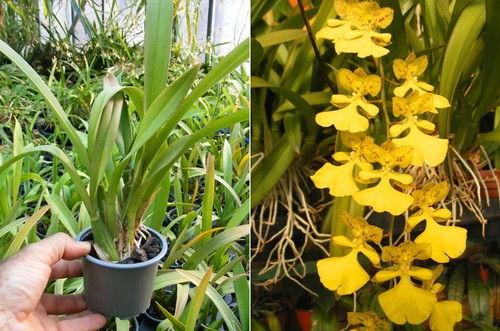 Nohawenkoa alohi orchidée - nohawenkoa, alohi,