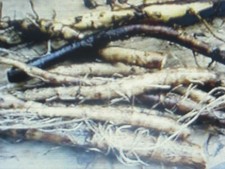 4 Racines de Consoude officinale (grande consoude)