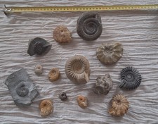 Rare beau lot ammonites france USA angleterre fossiles mineraux 