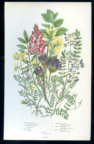 Botanique fleur ornithopus - fleur,,