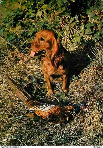 Carte postale animaux - carte,