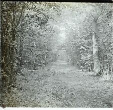 Forêt Nature, Photo Stereo Vintage Plaque Verre VR3L8n4