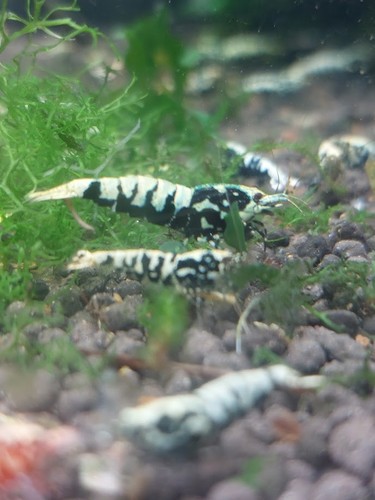 Crevettes caridina galaxy - caridina,