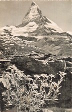 SUISSE ZERMATT EDELWEISS MIT MATTERHORN