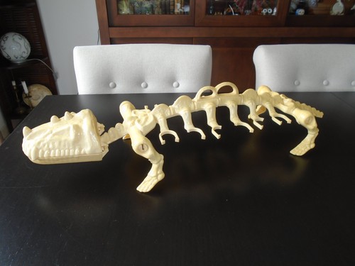 Battle bones dinosaure - bones,