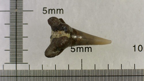 Shark tooth dent requin - tooth,