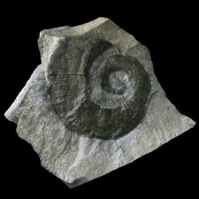 ★☆ CRIOCERATITE DUVALI de la Drôme - 6,5 cm - A02-10 ☆★