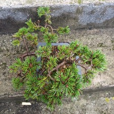Bonsai petit pin des montagnes