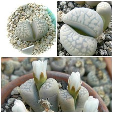 50 graines de Lithops