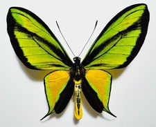 SPLENDID ORNITHOPTERA