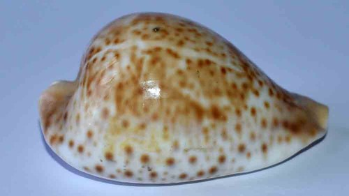Coquillage cypraea umbilia - coquillage,