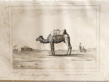 GRAVURE  ARABIE   " CHAMEAU SELLE POUR LE VOYAGE  "