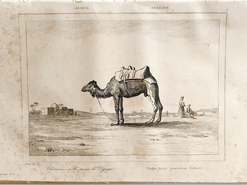 Gravure arabie chameau - , "
