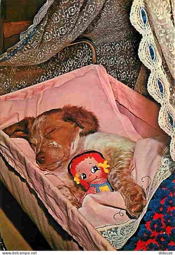 Carte postale animaux - postale,
