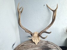 Massacre de cerf élaphe ; Cervus elaphus 12 cors irréguliers #N6