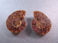 Pair of Madagascar Ammonite