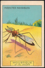 Chromo-chicorée Arlatte-Cambrai-Insecte le moustique( Culicides)-Db.34