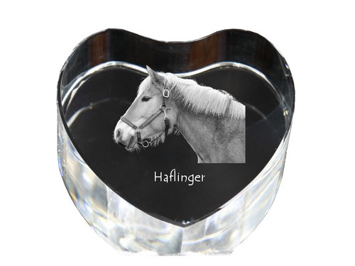 Haflinger photo de cheval - -,