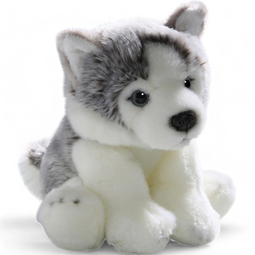 Carl dick husky - dick, chien