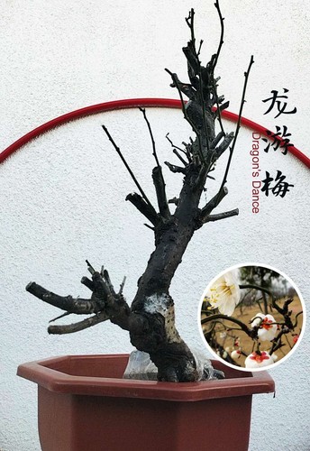 Prunus mume longyou bonsai - prunus,