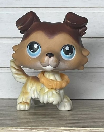 Petshop chien colley - 🌺petshop,