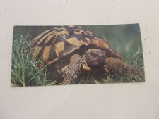 FICHE 300 PHOTO ANIMAUX Les TORTUES - Les RECORDS