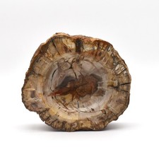Tronc arbre fossilisé tranche