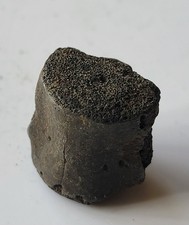 Vertèbre Fossile de Champsosaure 60 M années France 18 mm