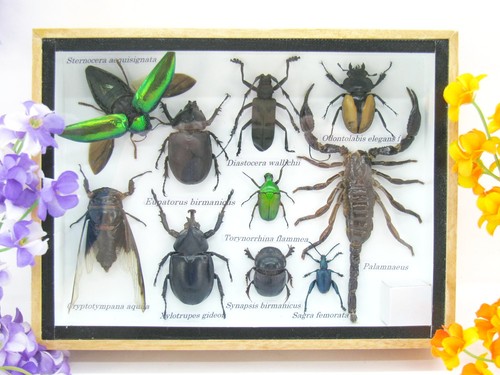 Insectes exotiques réel - exotiques,