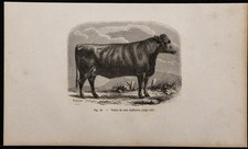 1860 - Vache de race Galloway