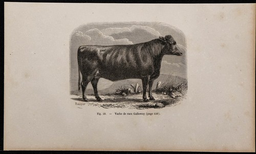 1860 vache race - vache, de