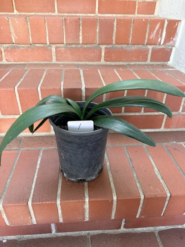 Leaves clivia miniata - #1,