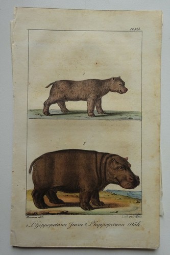 Lot lithographies hippopotames - lot,