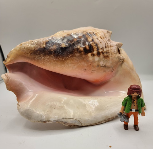 Coquillage grand strombe - coquillage,