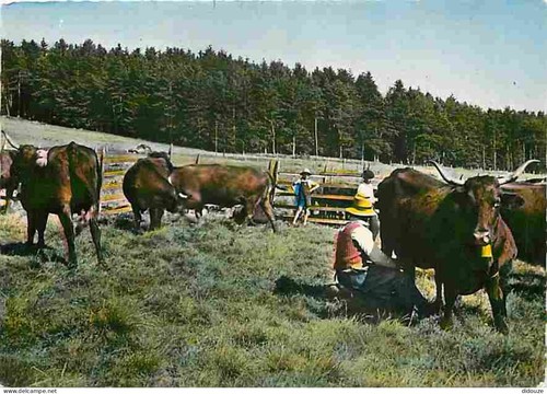 Carte postale animaux - carte,
