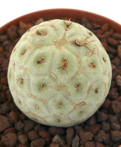 Tephrocactus geometricus one - tephrocactus,
