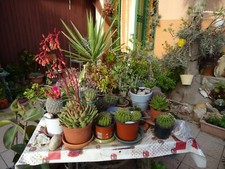 14/15== grand lot BOUTURES plantes façiles vivre EXTéRIEUR mur,végétal  terrasse