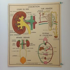 Affiche pédagogique scolaire - affiche, pédagogique,