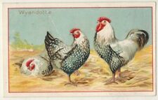 Chromo-Poule"Wyandotte-St.Loui