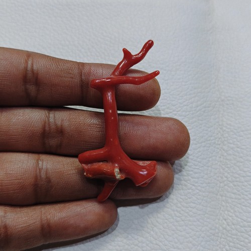 Branche corail rouge - de,