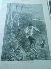 Gravure 1889 - Chasse Chasseur pris par son piège à lapin