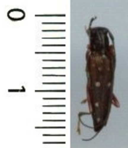 Cerambycidae glenea bedoci - cerambycidae,