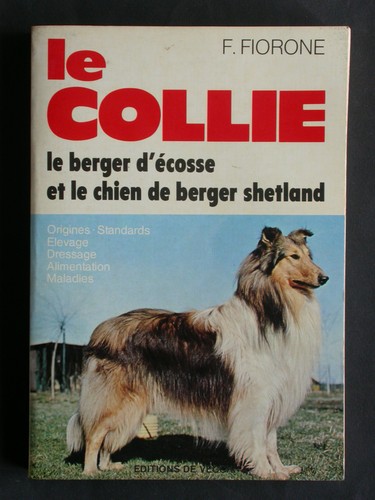 Collie fiorone berger - fiorone,
