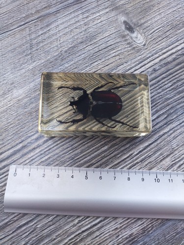 Insecte collection dans la - collection,