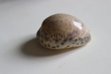 collection coquillage CYPRAEA TIGRIS PORCELAINE TIGRE 84mm