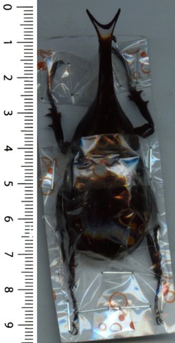 Dynastidae xylotrupes gideon - xylotrupes,