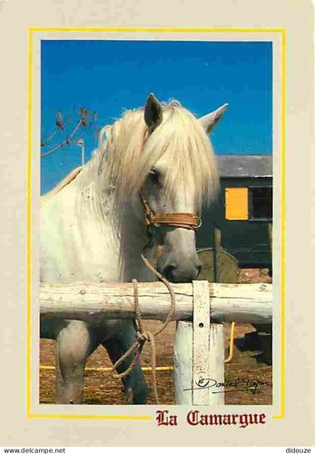 Carte postale animaux - carte,