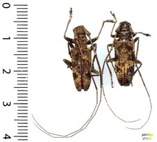 Cerambycidae - Couple (pair)