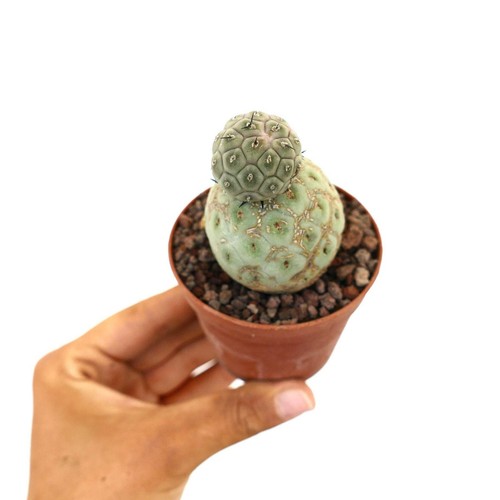 Tephrocactus geometricus two - tephrocactus,